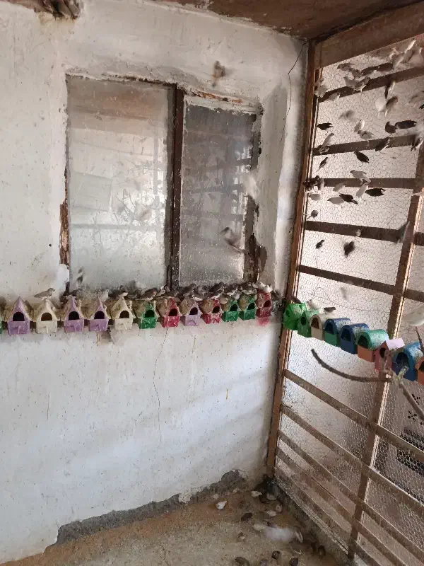 فنج مولد 200عدد یکجا فروشی|پرنده|رباط‌کریم, کاظم‌آباد|دیوار