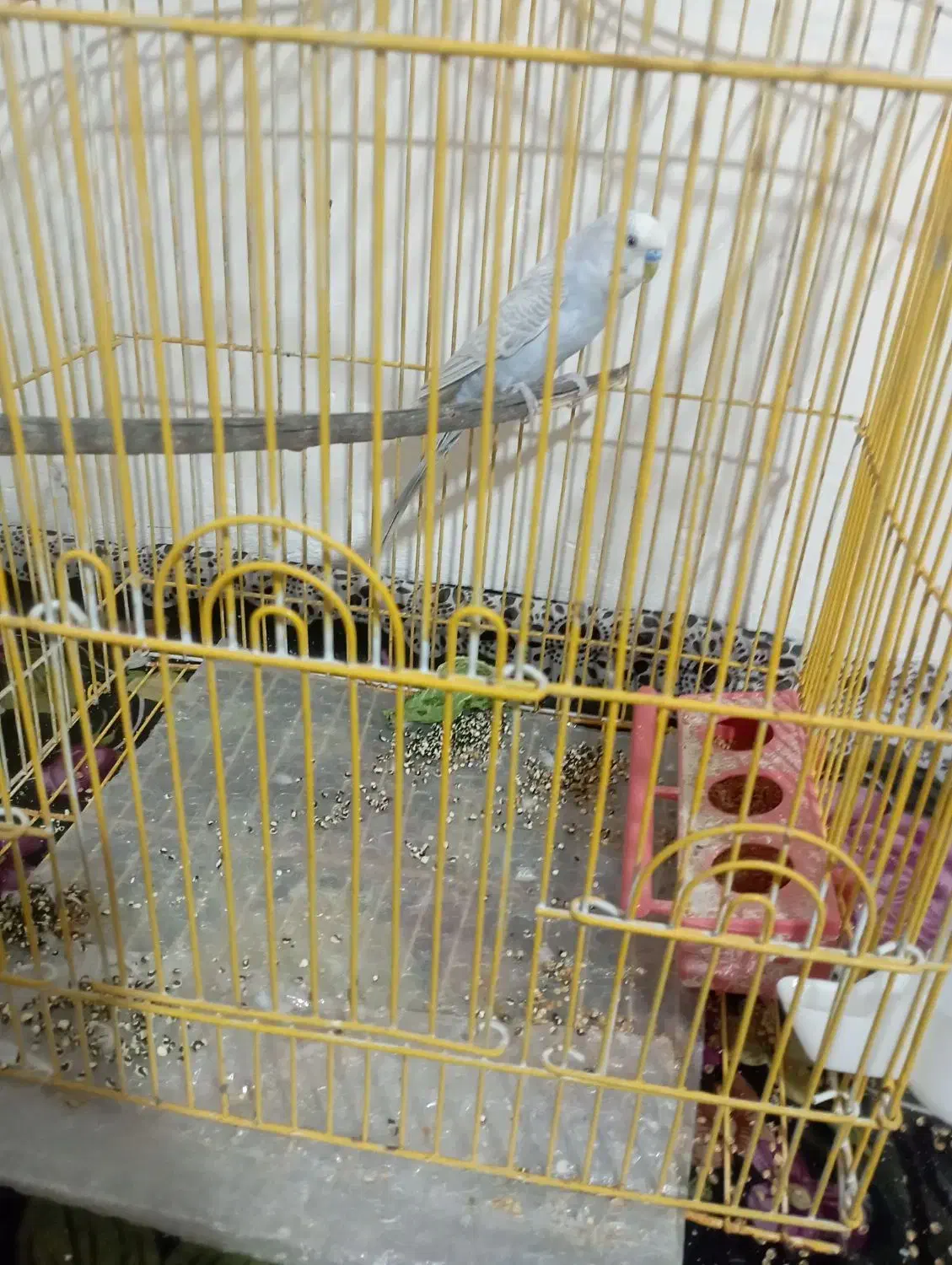 مرغ عشق|پرنده|اردل, |دیوار