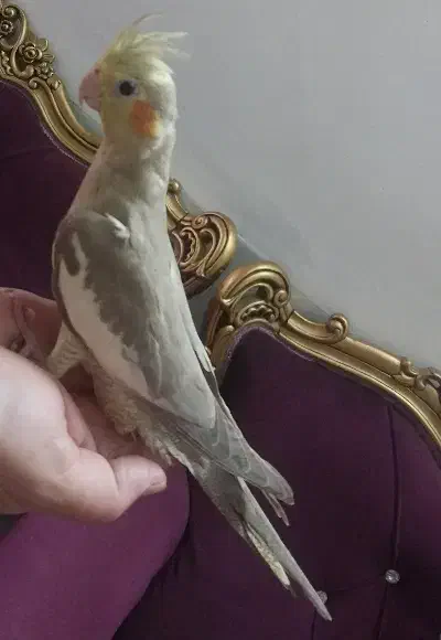 عروس اهویی و طوسی|پرنده|حمیدیا, |دیوار