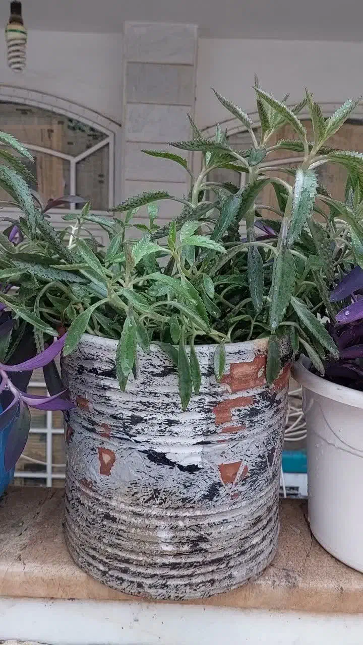 گل طبیعی اشک تمساح و گل گندمی|گل و گیاه طبیعی|قم, شاه ابراهیم|دیوار