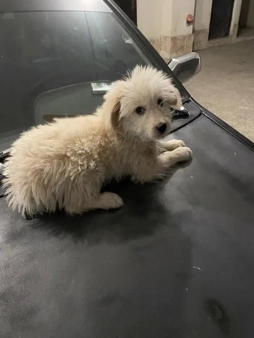 سگ خونگی|سگ|قرچک, مجتمع مسکونی طبیعت|دیوار