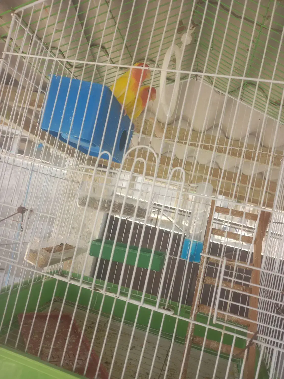 مرغ عشق|پرنده|چابهار, |دیوار