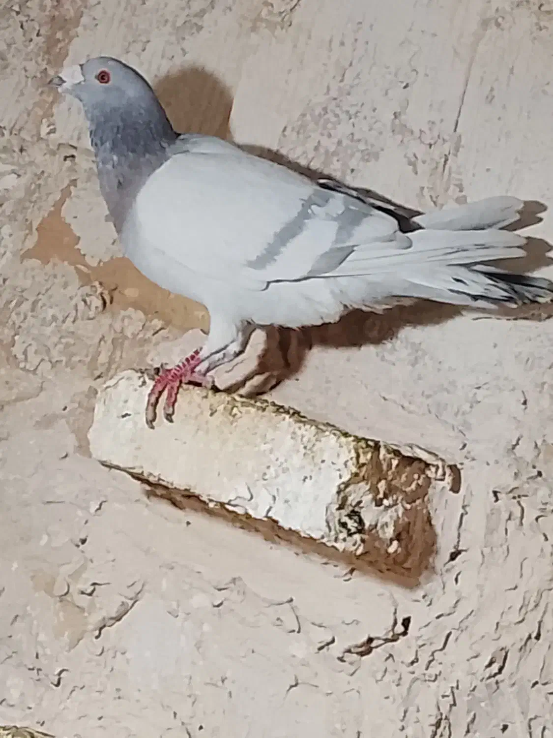 کفتر|پرنده|خوسف, |دیوار