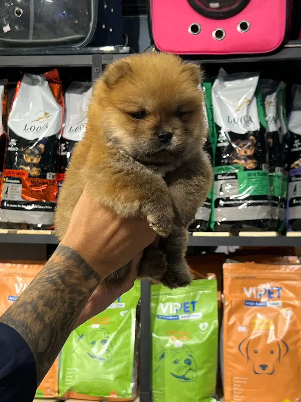 سگ چاوچاو|سگ|تهران, پاسداران|دیوار