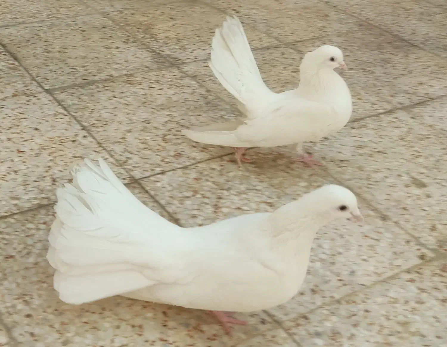 کبوتر دم چتری|پرنده|شیراز, کوشک میدان|دیوار