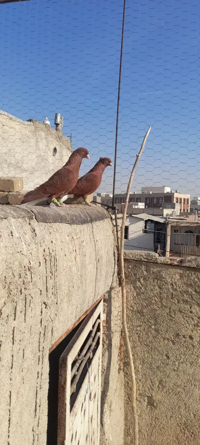 کفتر|پرنده|اقبالیه, |دیوار