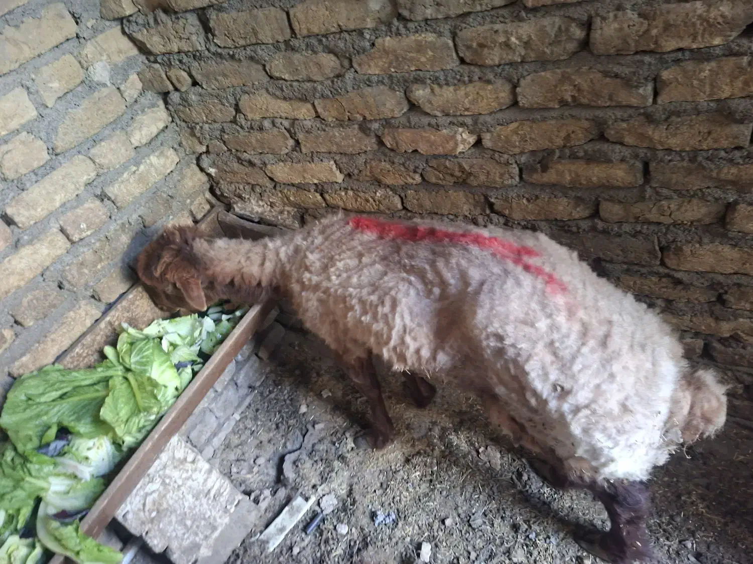 گوسفند بره واسه عقیقه دختر|حیوانات مزرعه|مشهد, قائم|دیوار