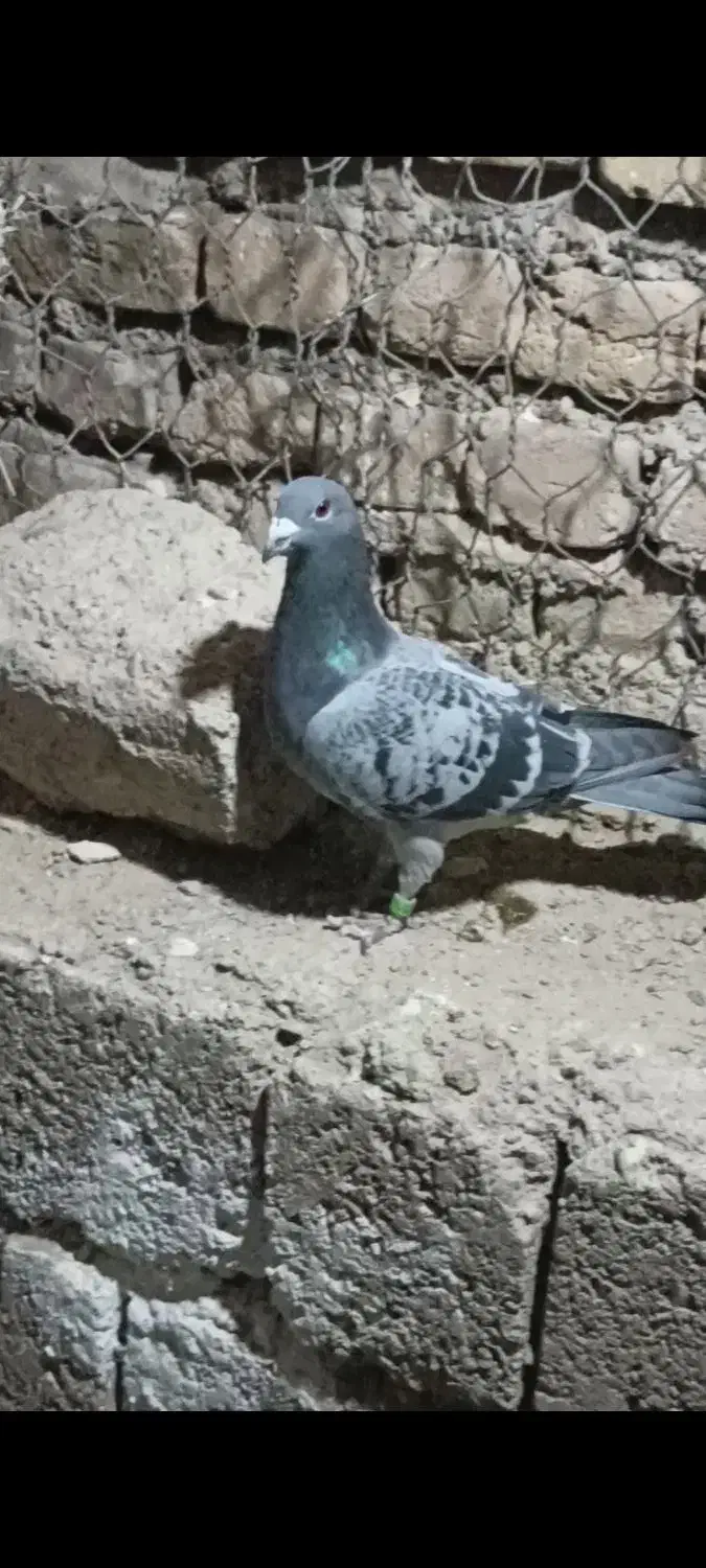 کفتر یا کبوتر|پرنده|مبارکه, |دیوار