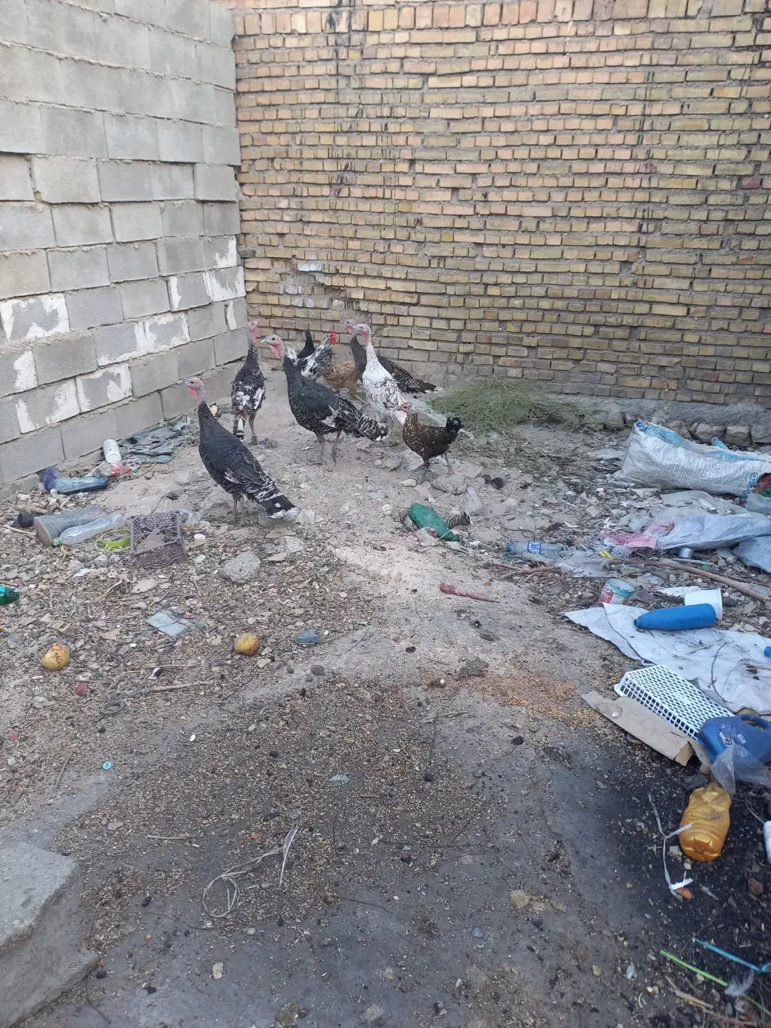 حیوانات مزرعه|حیوانات مزرعه|ایذه, |دیوار