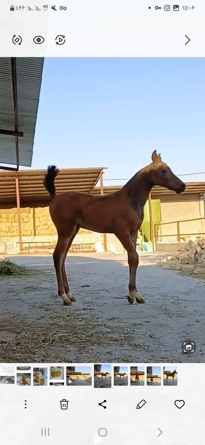 اسب|اسب و تجهیزات اسبسواری|فرخشهر, |دیوار