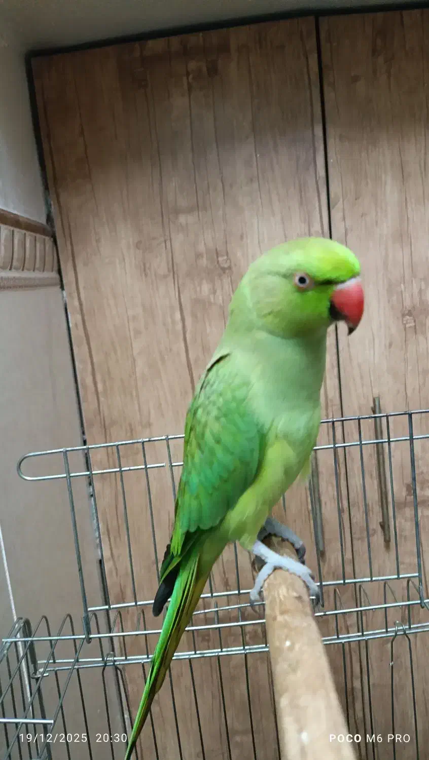 طوطی ملنگو سخنگو|پرنده|تهران, یافت آباد جنوبی|دیوار