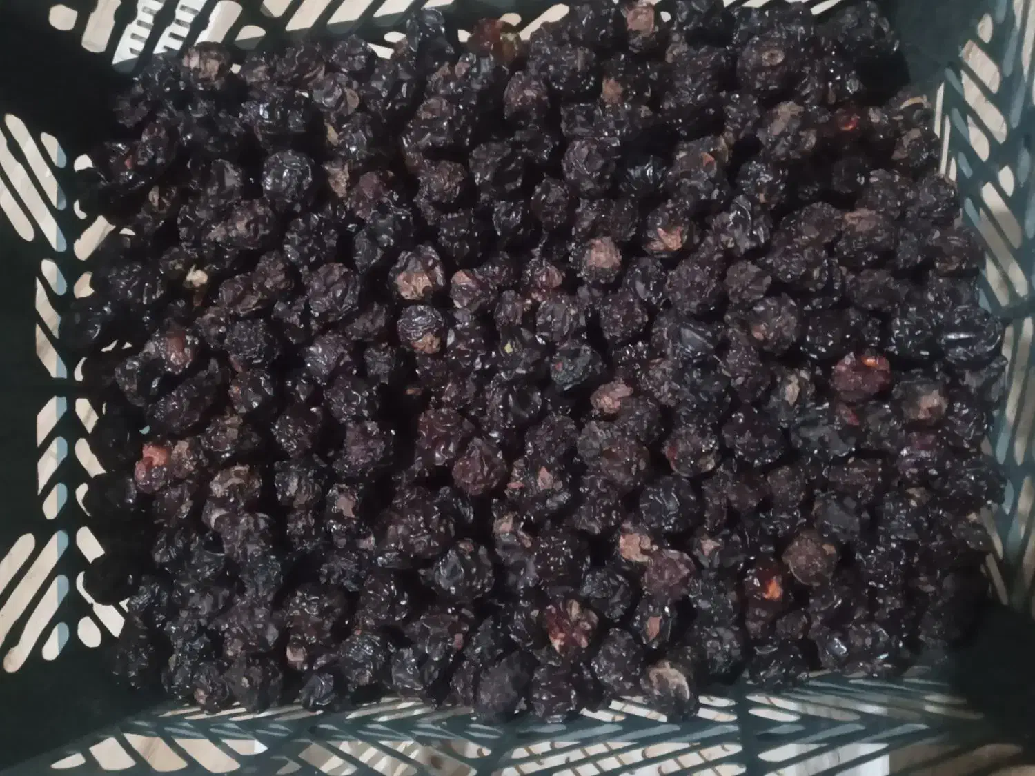 آلوچه مراغه|خوردنی و آشامیدنی|میاندوآب, |دیوار