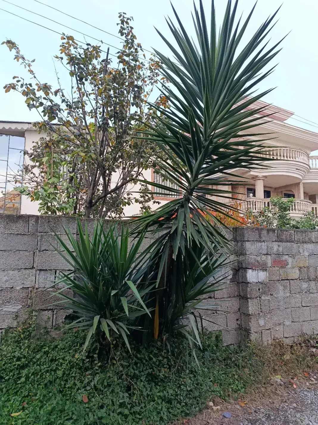 درخت یوکا|گل و گیاه طبیعی|کتالم و سادات شهر, |دیوار