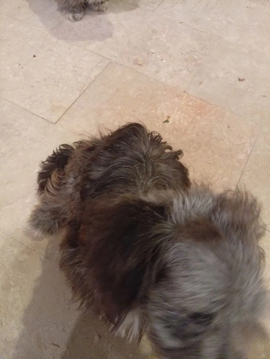 سگ اشپیدز|سگ|شاندیز, |دیوار