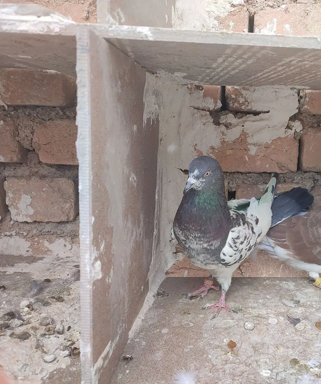 کبوتر|پرنده|سرپل ذهاب, |دیوار