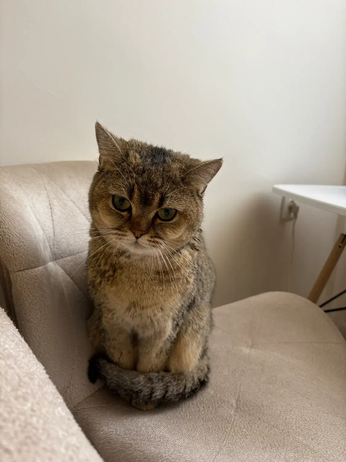 گربه گمشده|حیوانات|تهران, جیحون|دیوار