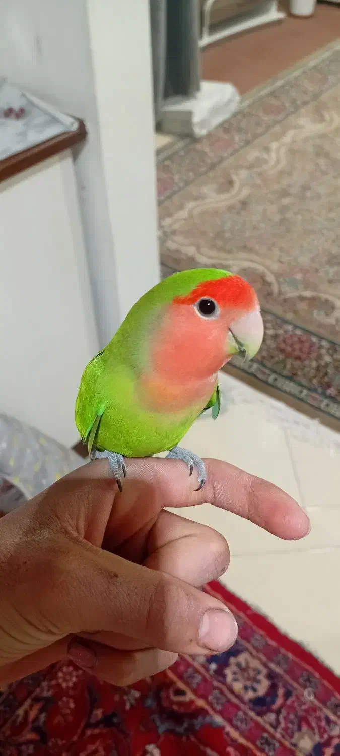 طوطی کوتوله|پرنده|گلبهار, شهر جدید گلبهار|دیوار