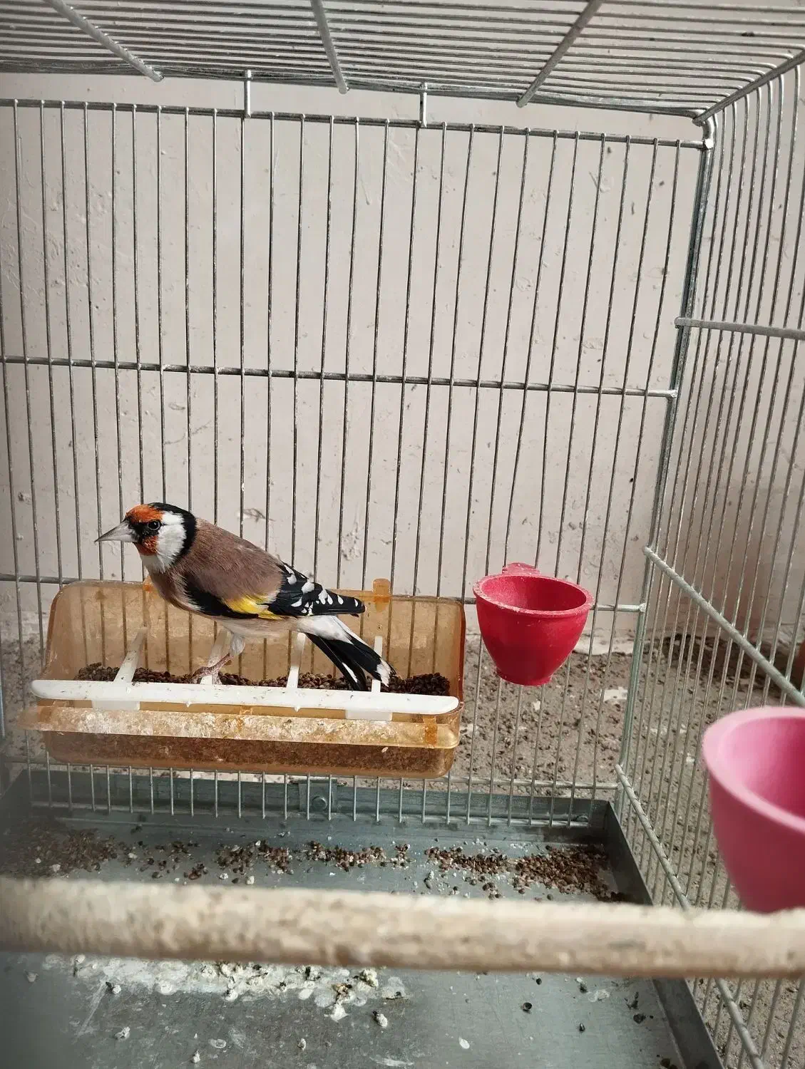 سهره زاده قفس|پرنده|سنقر, |دیوار