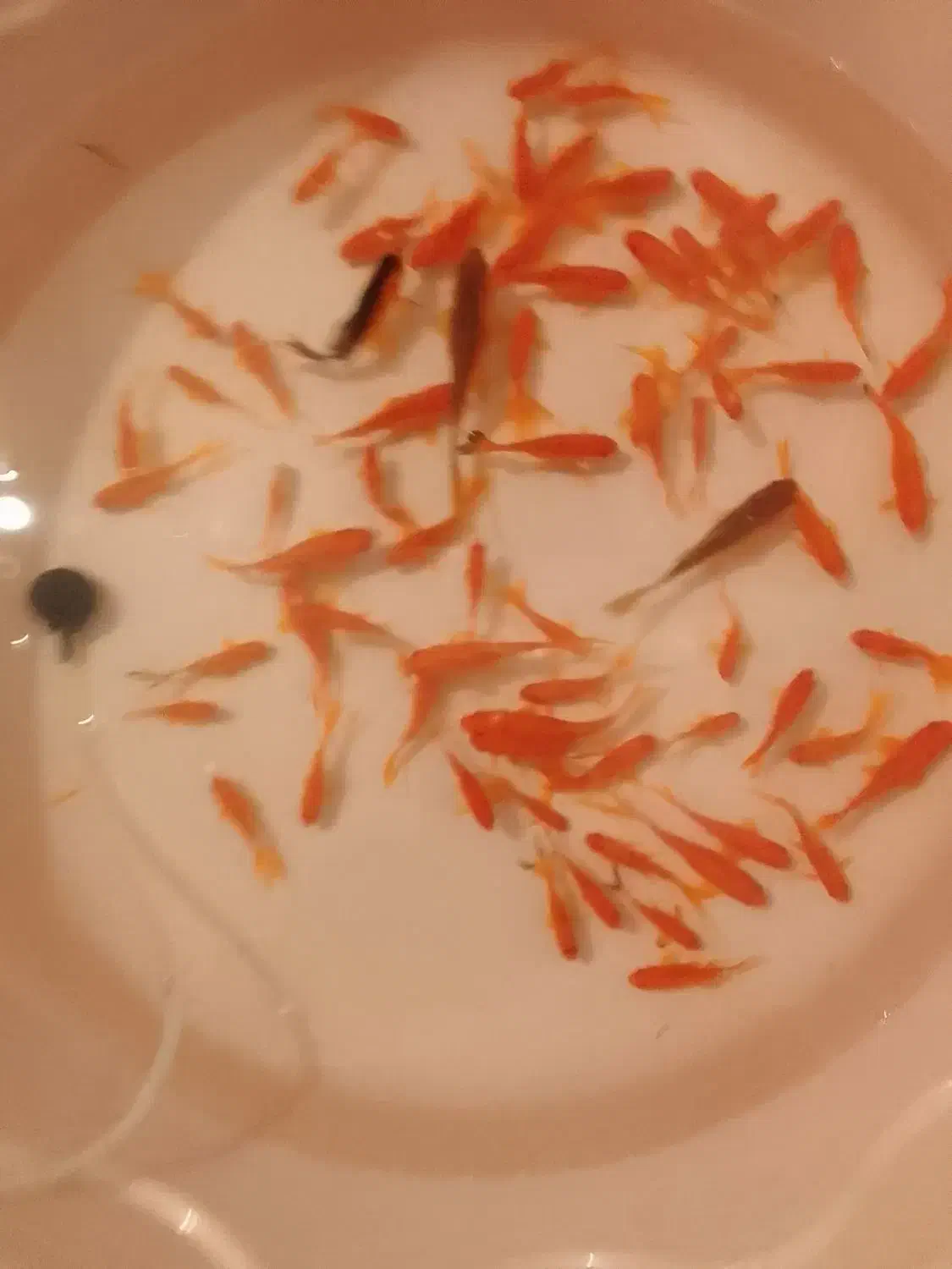 ماهی قرمز|ماهی|مبارکه, |دیوار