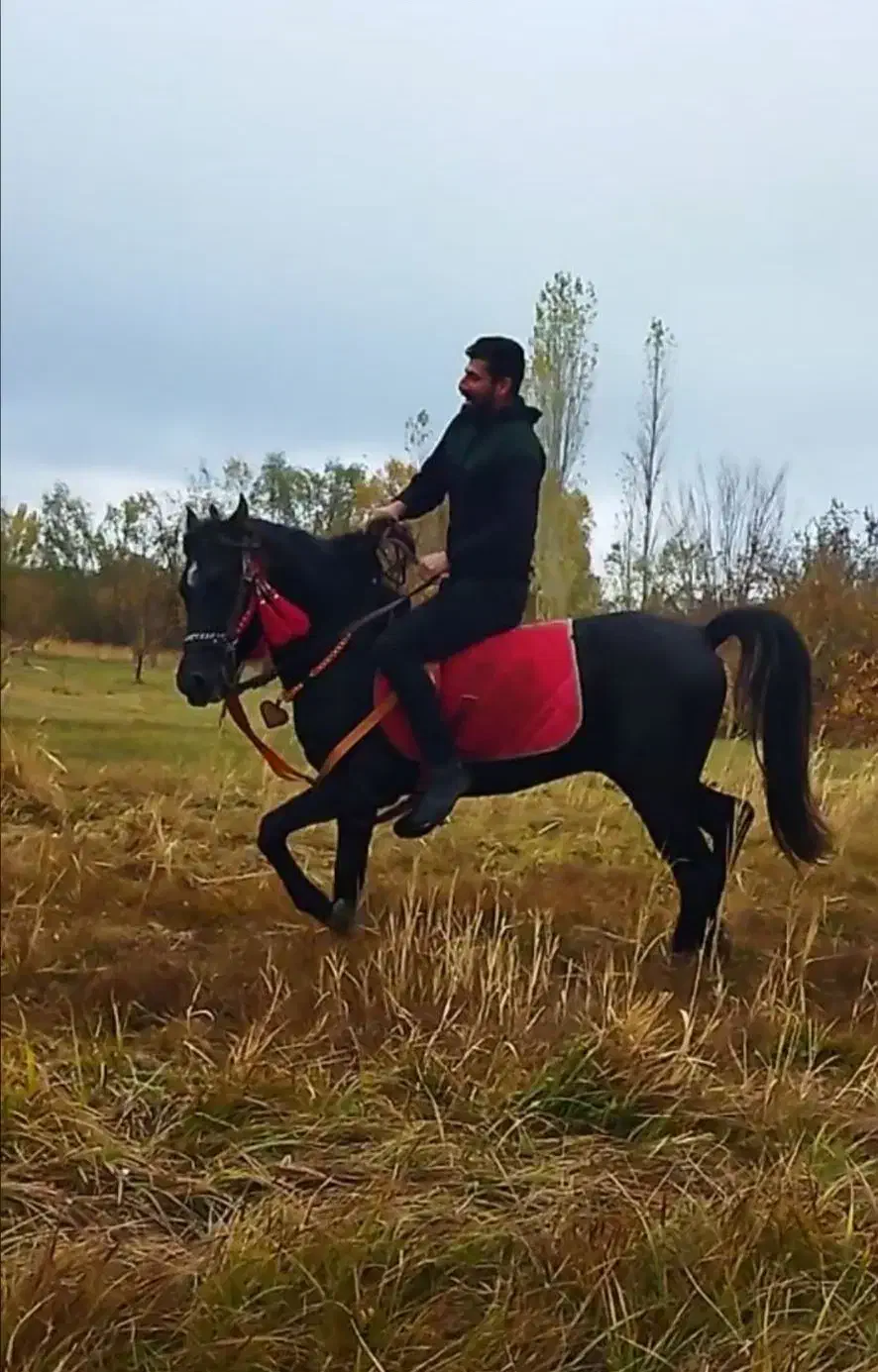 بعلت نداشتن جا میفررشم|اسب و تجهیزات اسبسواری|هشترود, |دیوار