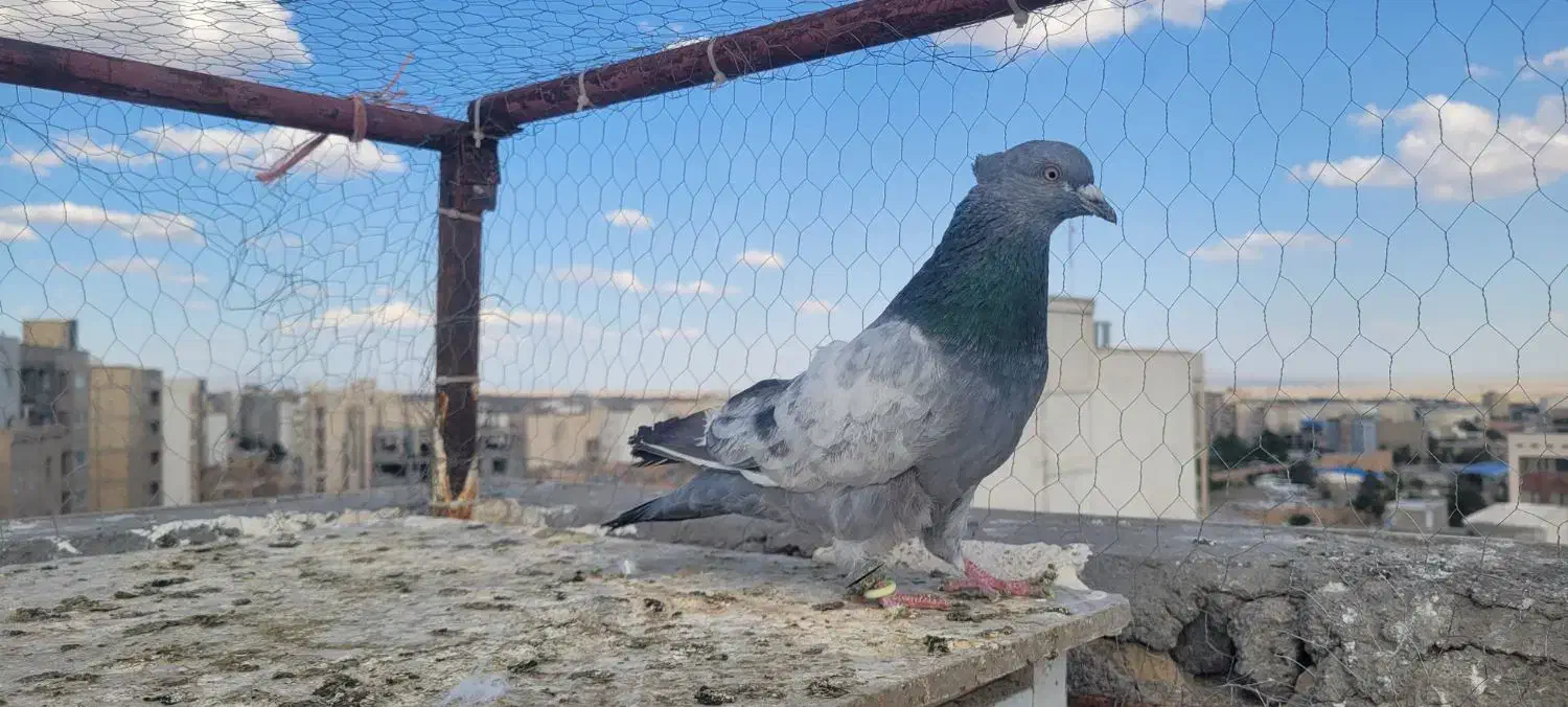 کفتر|پرنده|سبزوار, پاسداران|دیوار