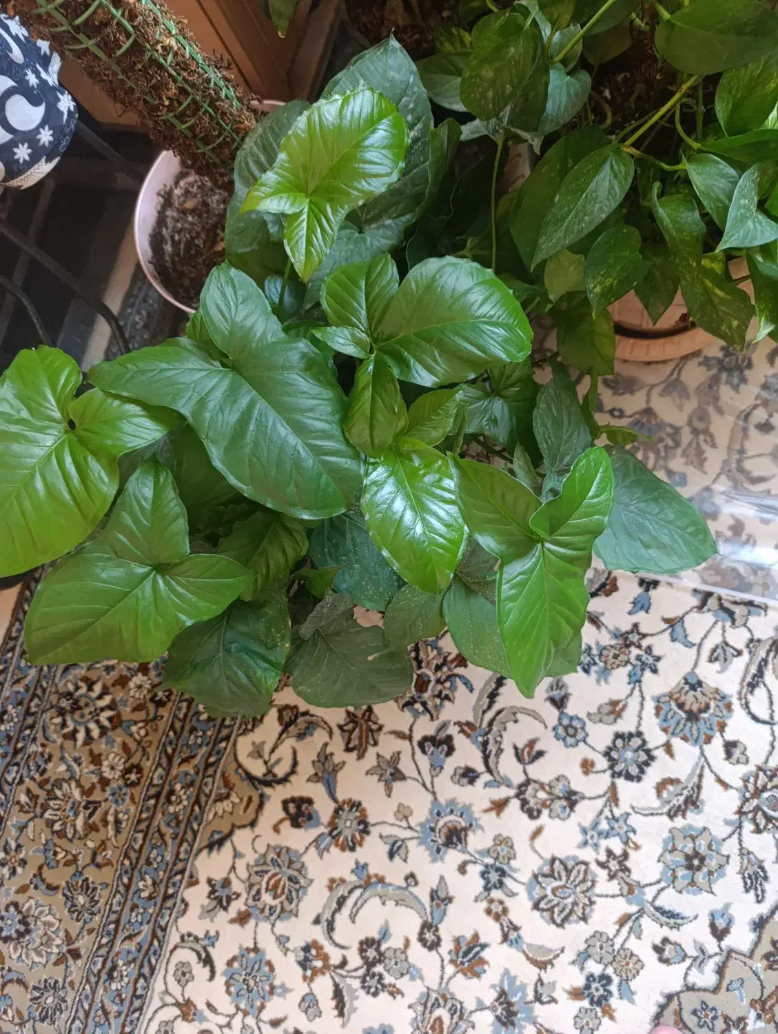 گل آپارتمانی|گل و گیاه طبیعی|پاکدشت, شهرک امام رضا|دیوار