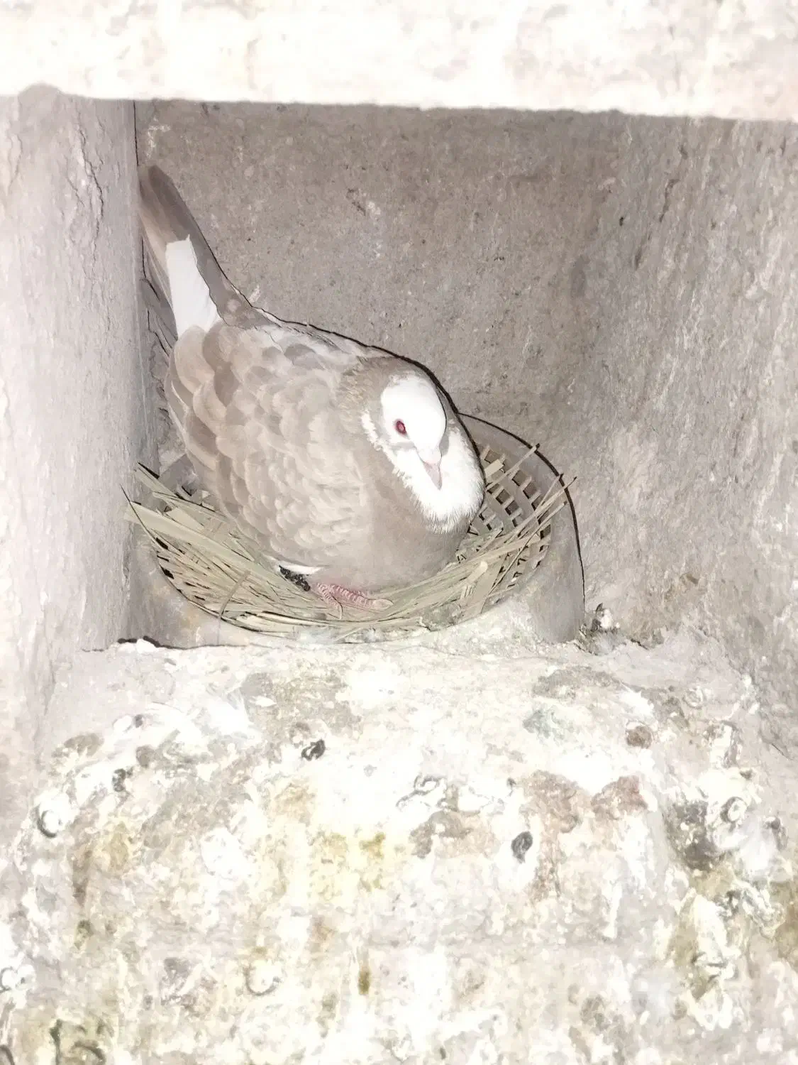 سیاه پلنگ قهوه ای پلنگ|پرنده|کرمان, |دیوار