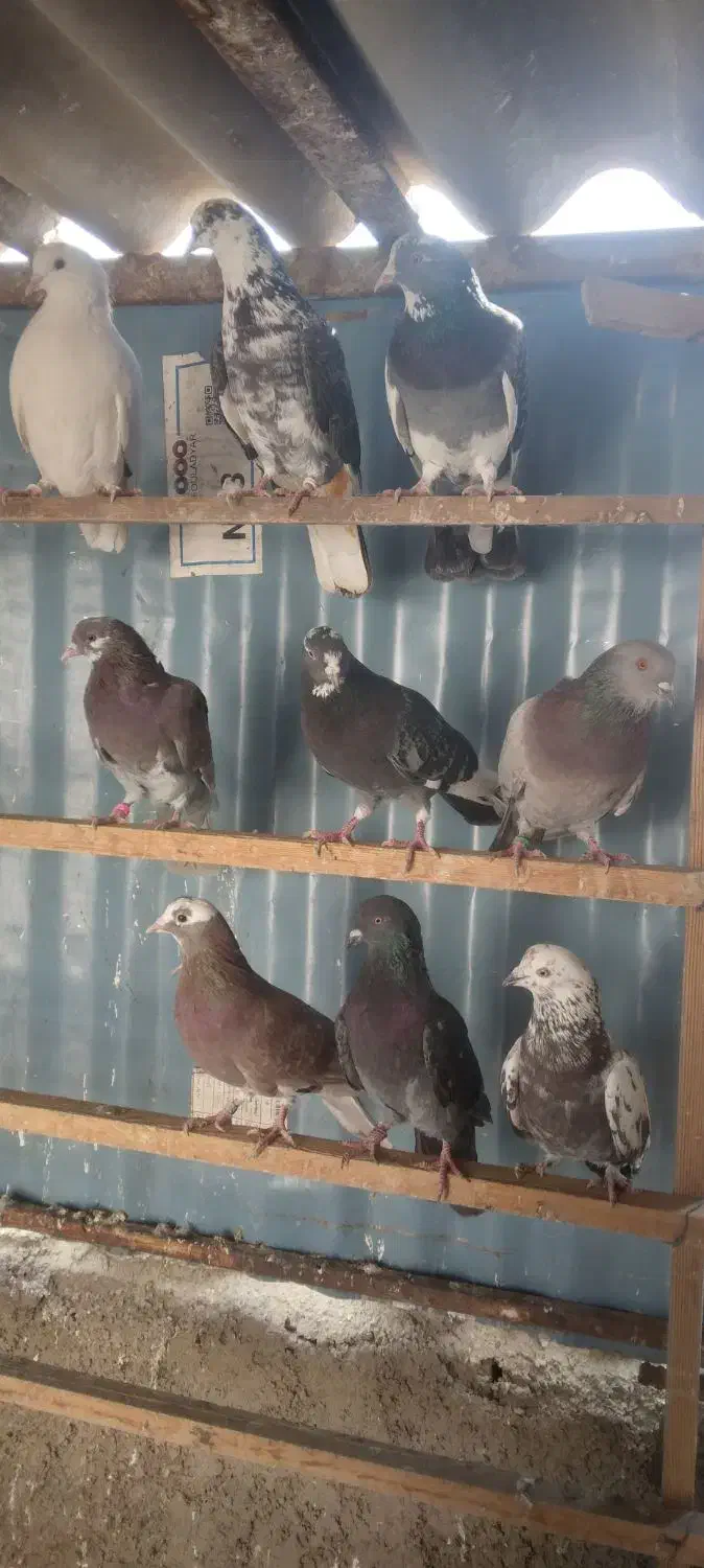 کبوتر پرشی|پرنده|ری, شهرک نظامی|دیوار