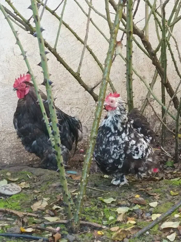 مرغ و خروس کوشین|حیوانات مزرعه|خشکبیجار, |دیوار