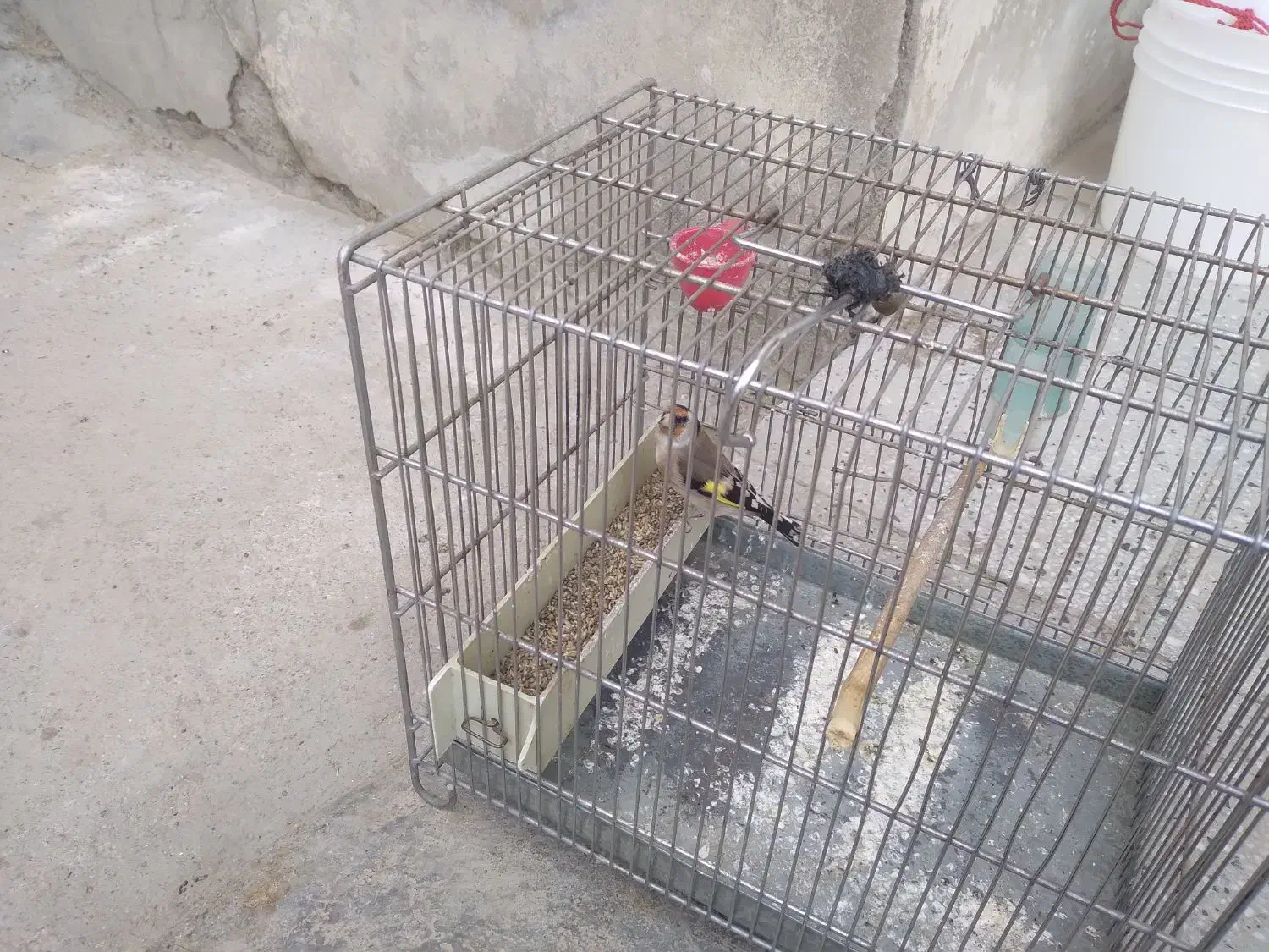 سهره ماده|پرنده|زند, |دیوار