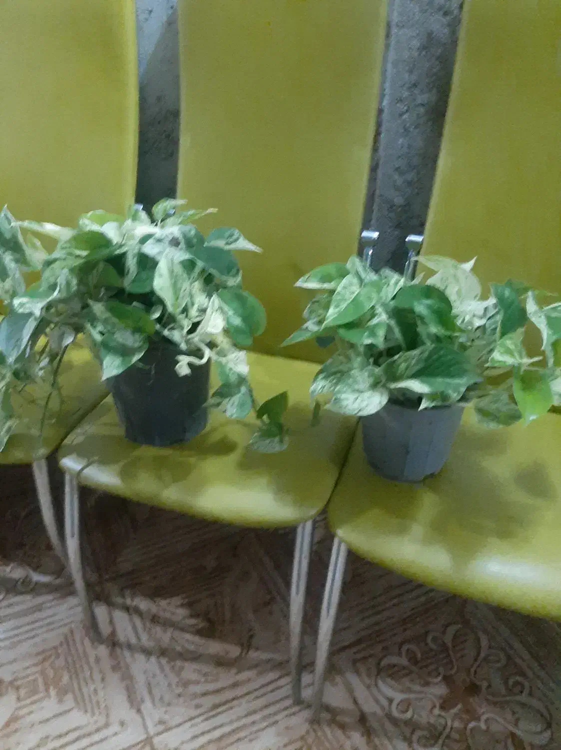 گل پتوس  زیبا وسالم|گل و گیاه طبیعی|ماسال, |دیوار