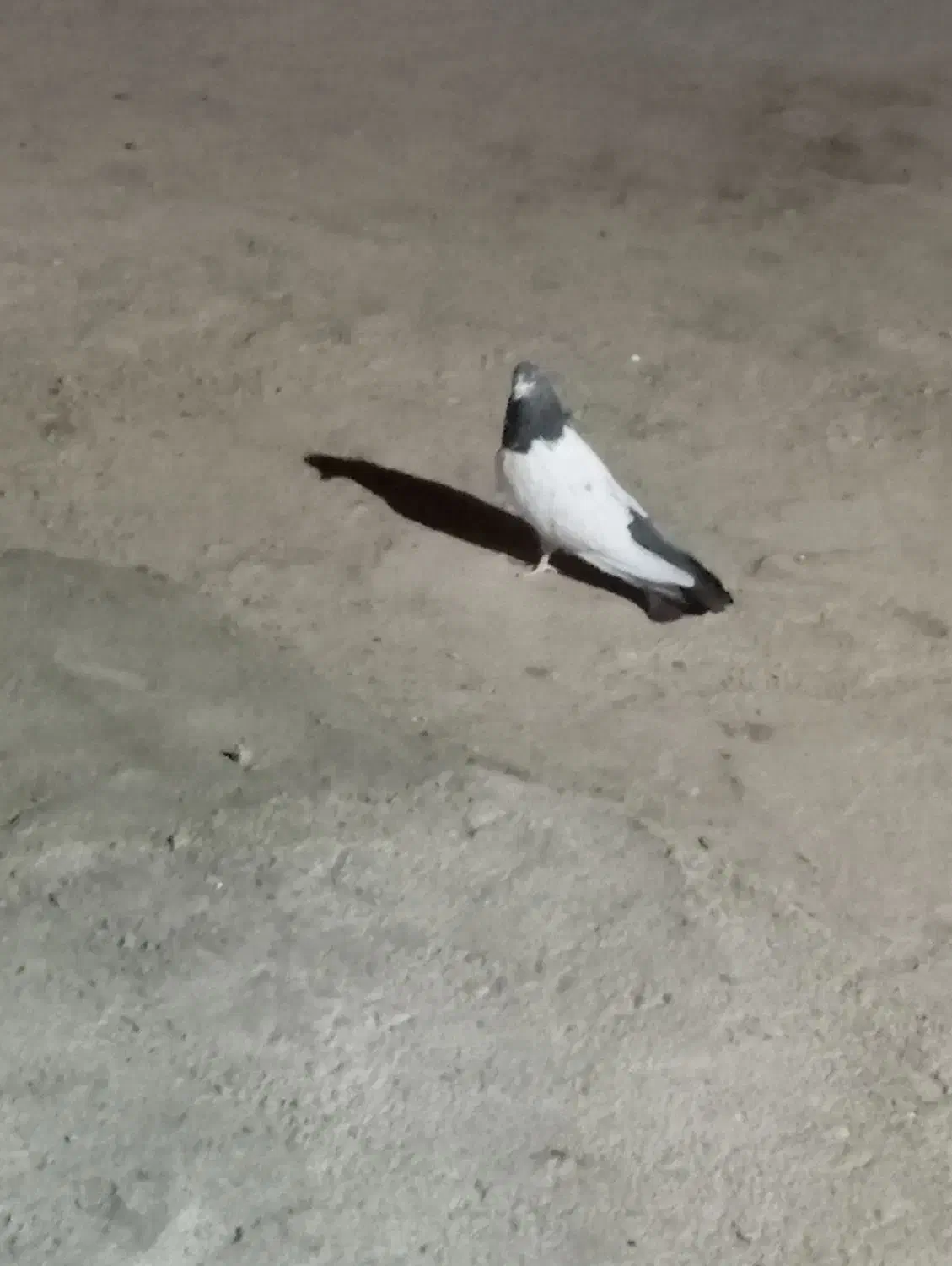 کبوتر|پرنده|شراء, |دیوار