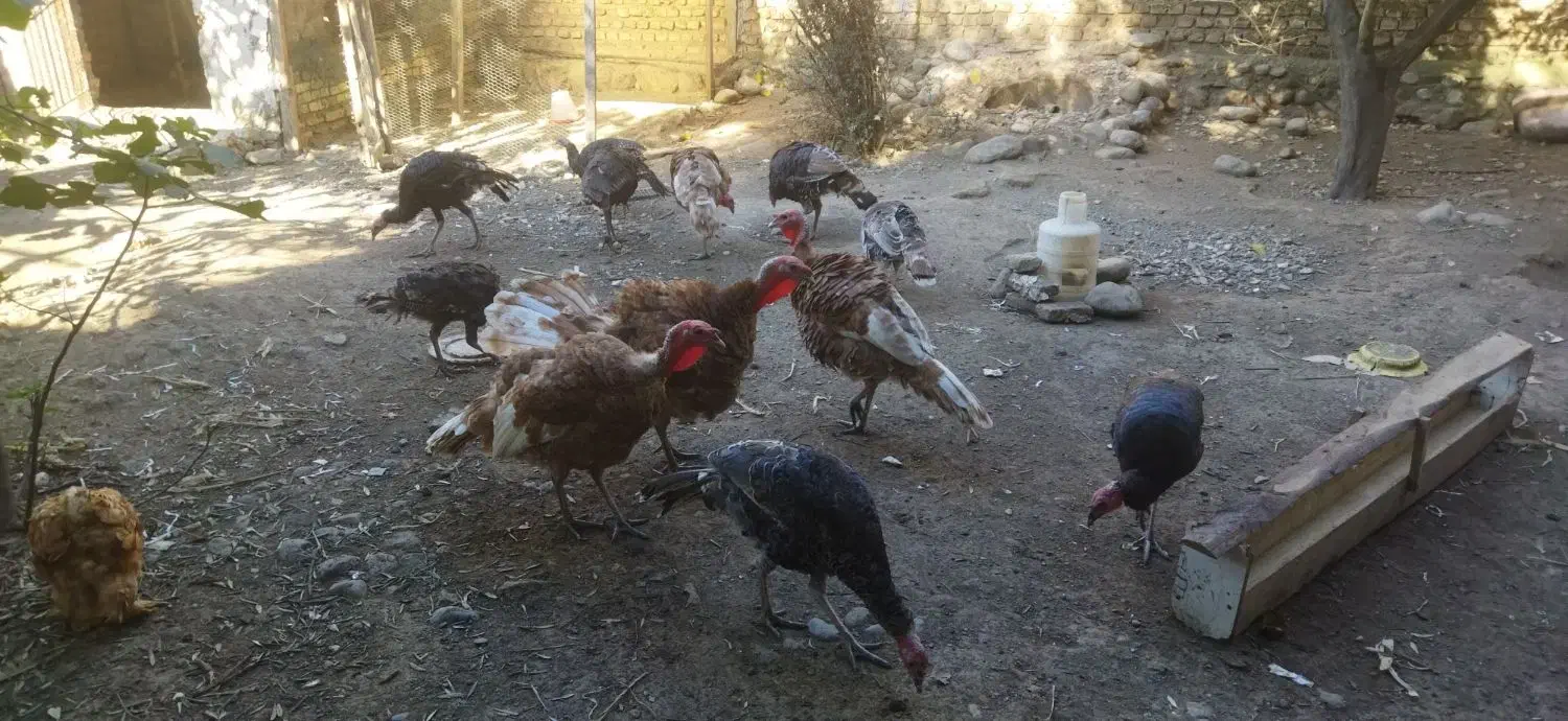 بوقلمون بوربون|حیوانات مزرعه|فاضل آباد, |دیوار