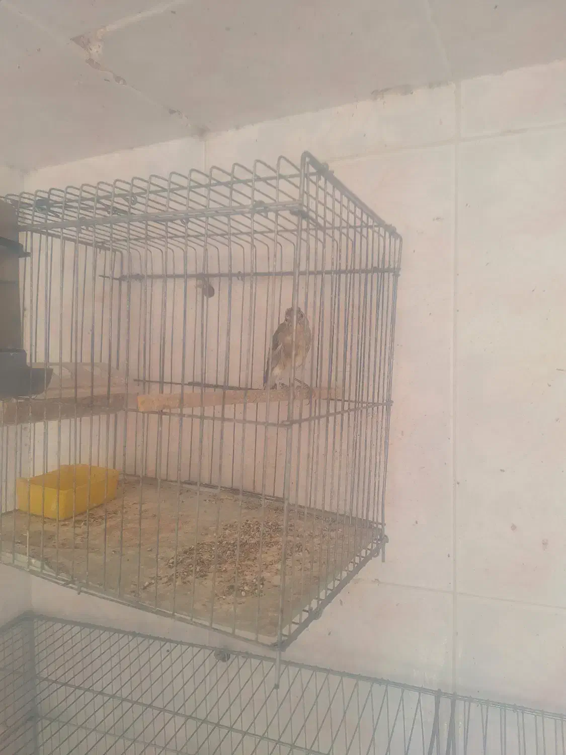 ماده سره قناری|پرنده|زند, |دیوار