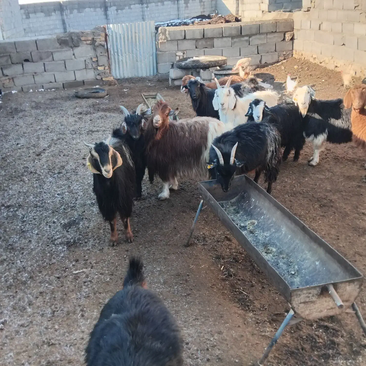 بز گله گرد|حیوانات مزرعه|رضویه, |دیوار