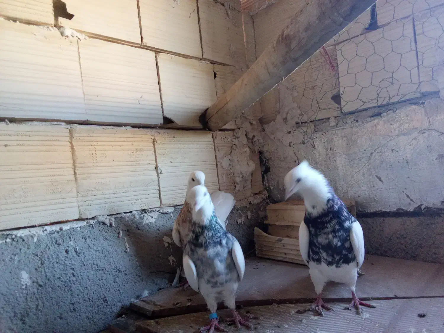 کبوتر طوقی|پرنده|لالجین, |دیوار