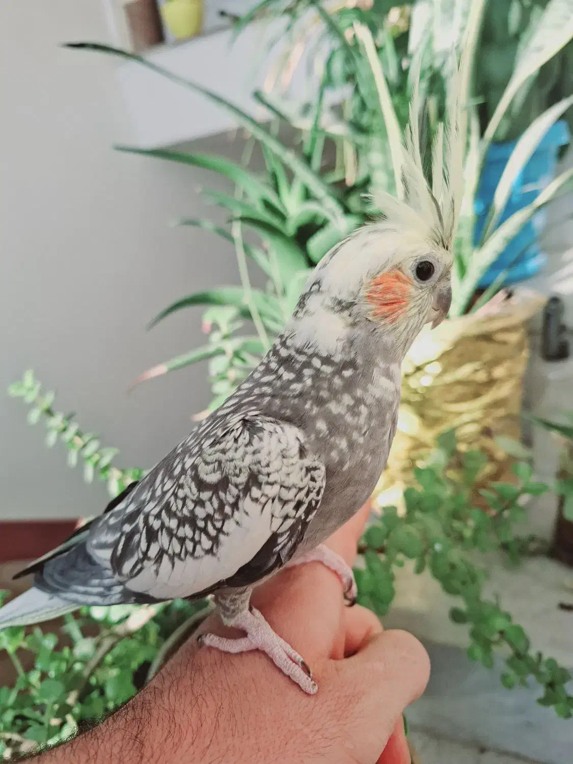 پرندە|پرنده|قروه, |دیوار