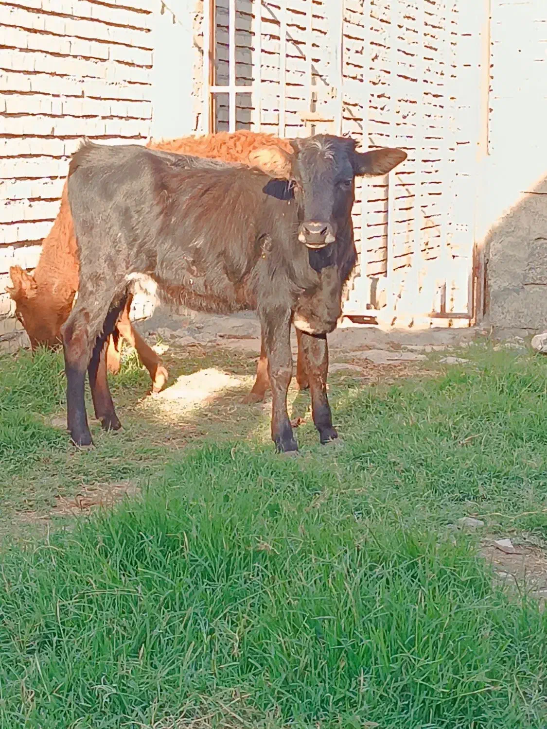 ۳راس گوساله ماده|حیوانات مزرعه|گنبد کاووس, |دیوار