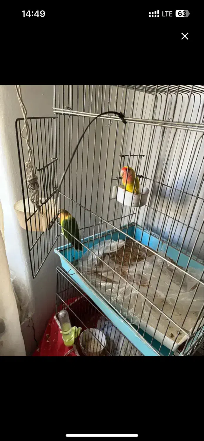 جفت طوطی برزیلی|پرنده|تهران, هفده شهریور|دیوار