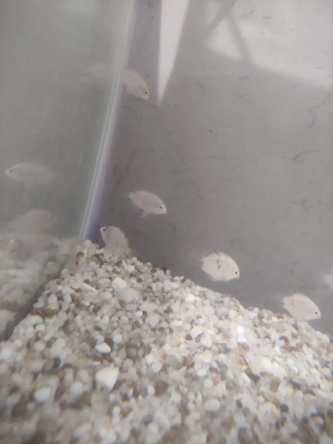 سیچلاید ، فایتر نر و ماده|ماهی|مشهد, امیر آباد|دیوار