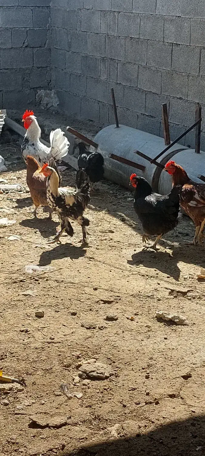 مرغ و خروس|حیوانات مزرعه|دوگنبدان, |دیوار