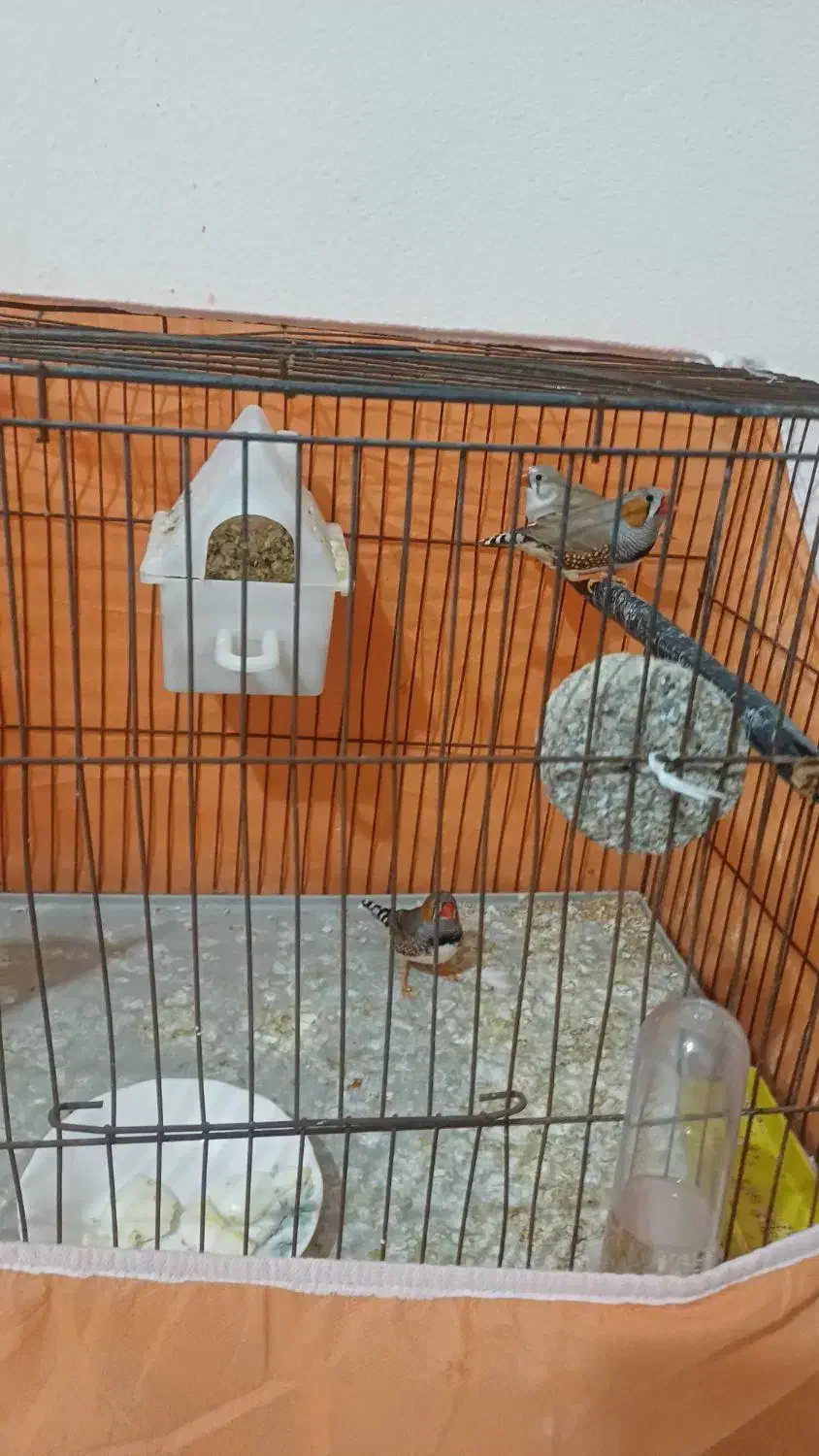 موغ عشق |پرنده|پارسآباد, |دیوار