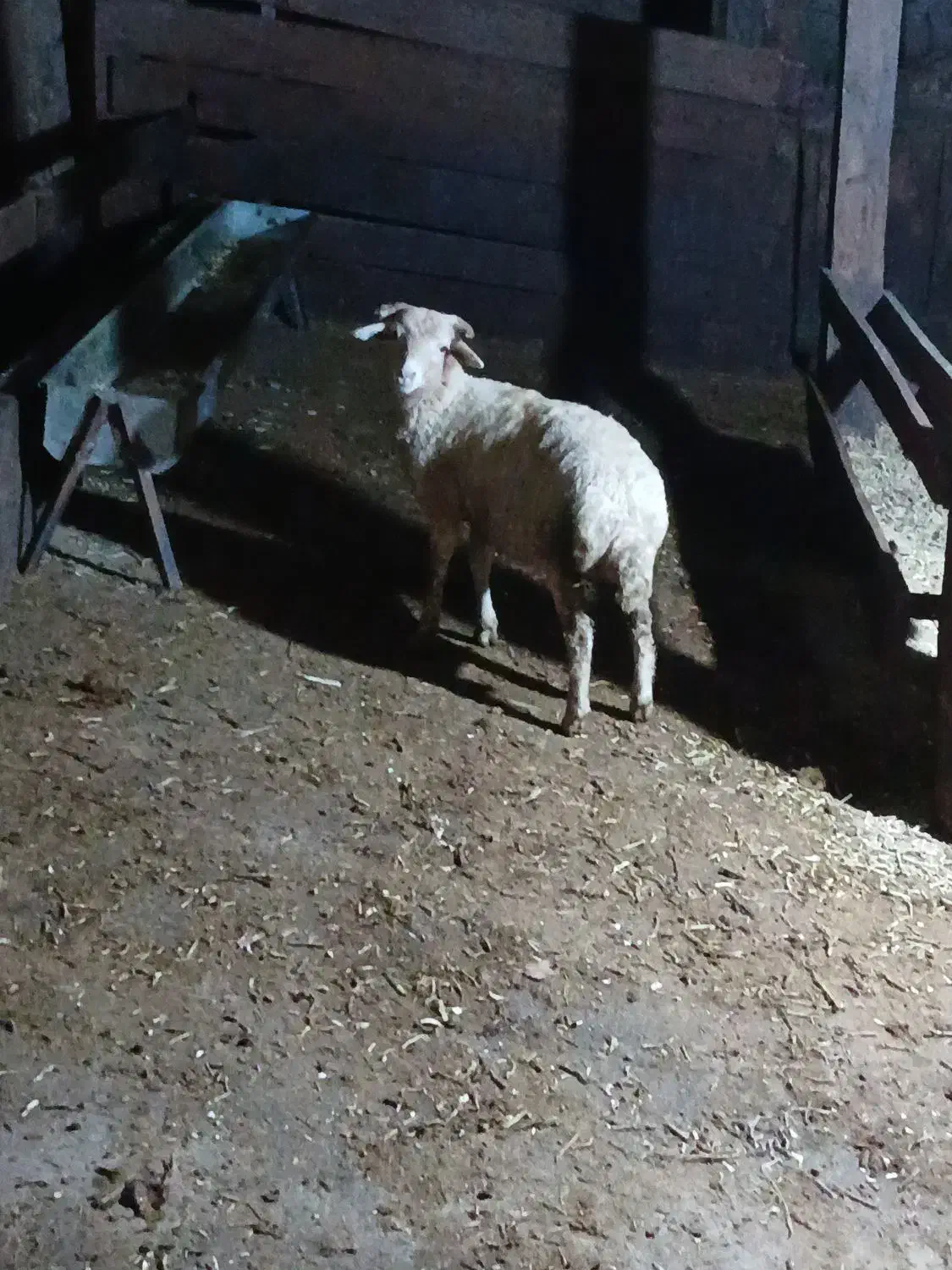 گوسفند بره نر|حیوانات مزرعه|پرهسر, |دیوار