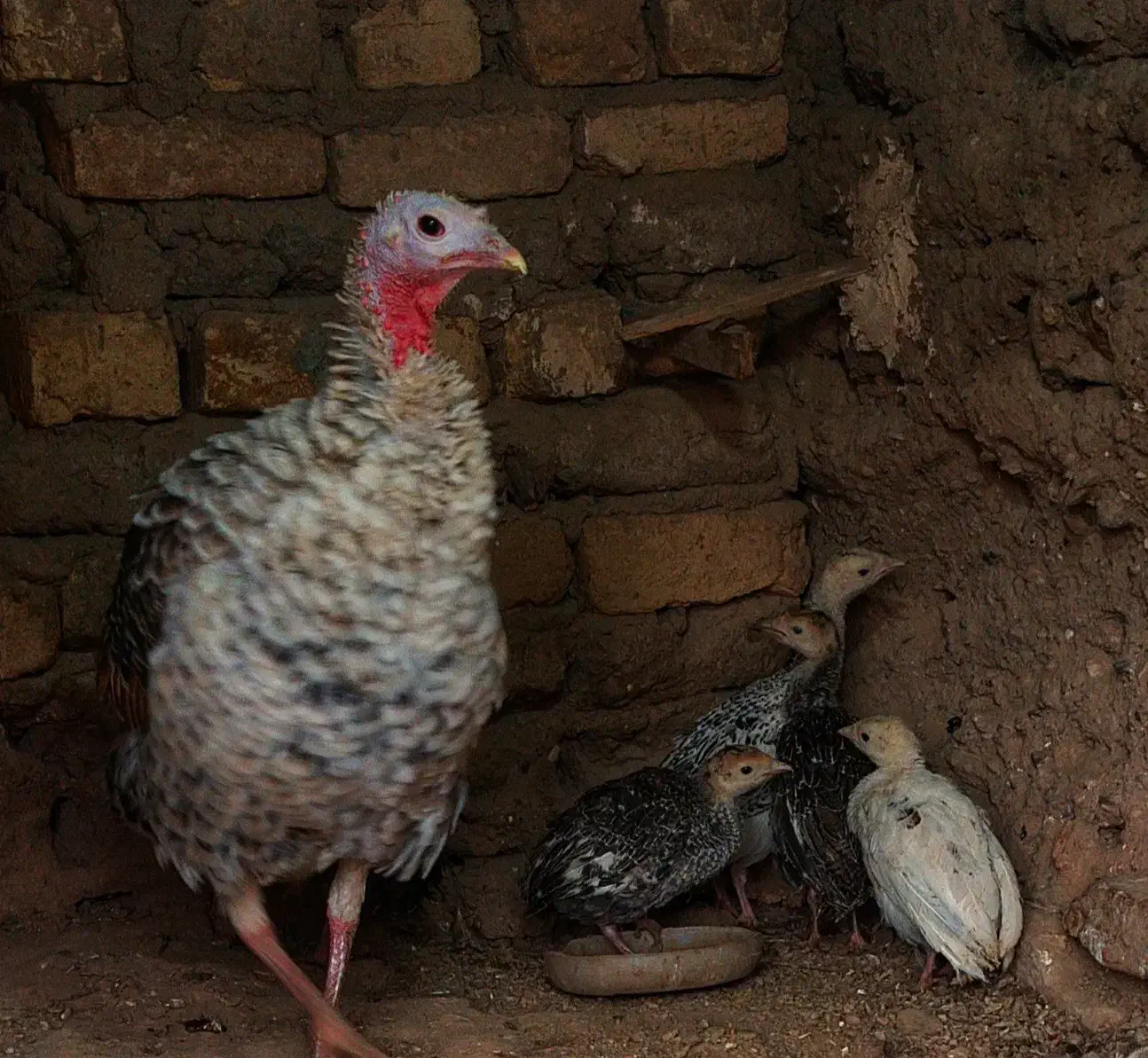 بوقلمون ماده|حیوانات مزرعه|نوبران, |دیوار