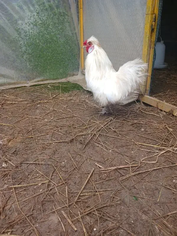 خروس  ابریشمی|حیوانات مزرعه|طاهرگوراب, |دیوار