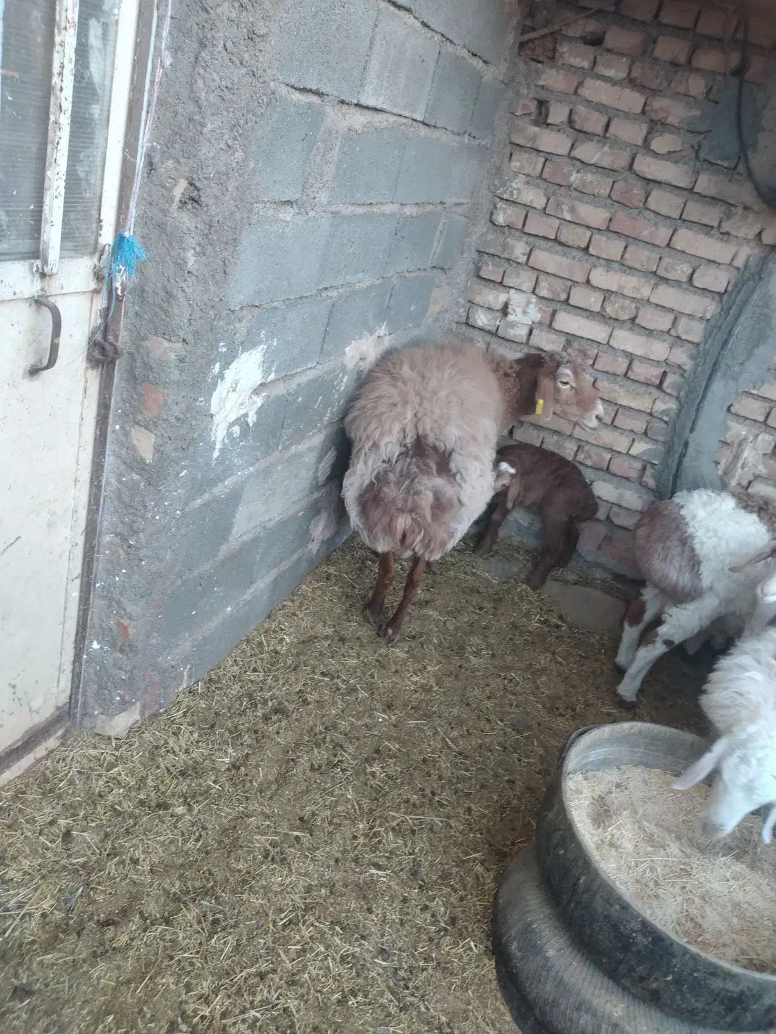 میش چینی با بره|حیوانات مزرعه|بیرجند, |دیوار