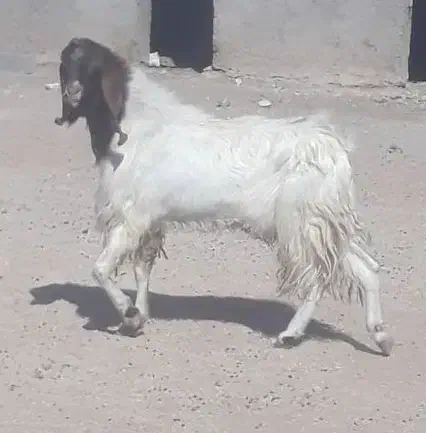 بز پاکستانی پازن نربز کهره|حیوانات مزرعه|رونیز, |دیوار