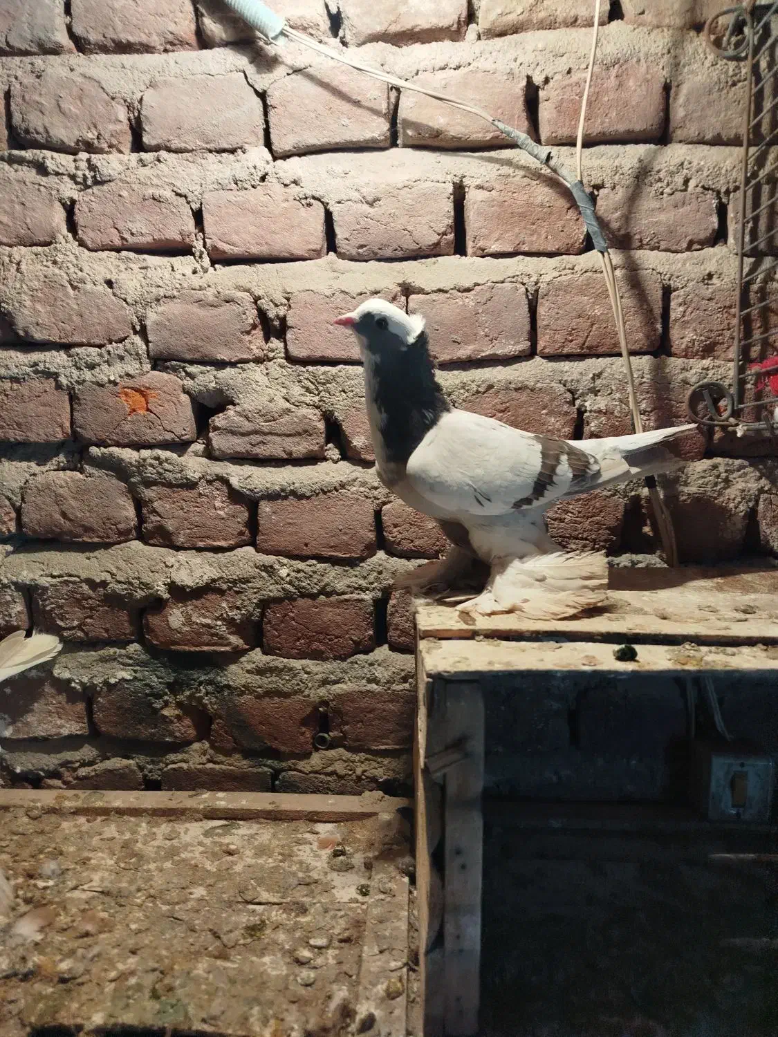 کبوتر|حیوانات|بناب, |دیوار