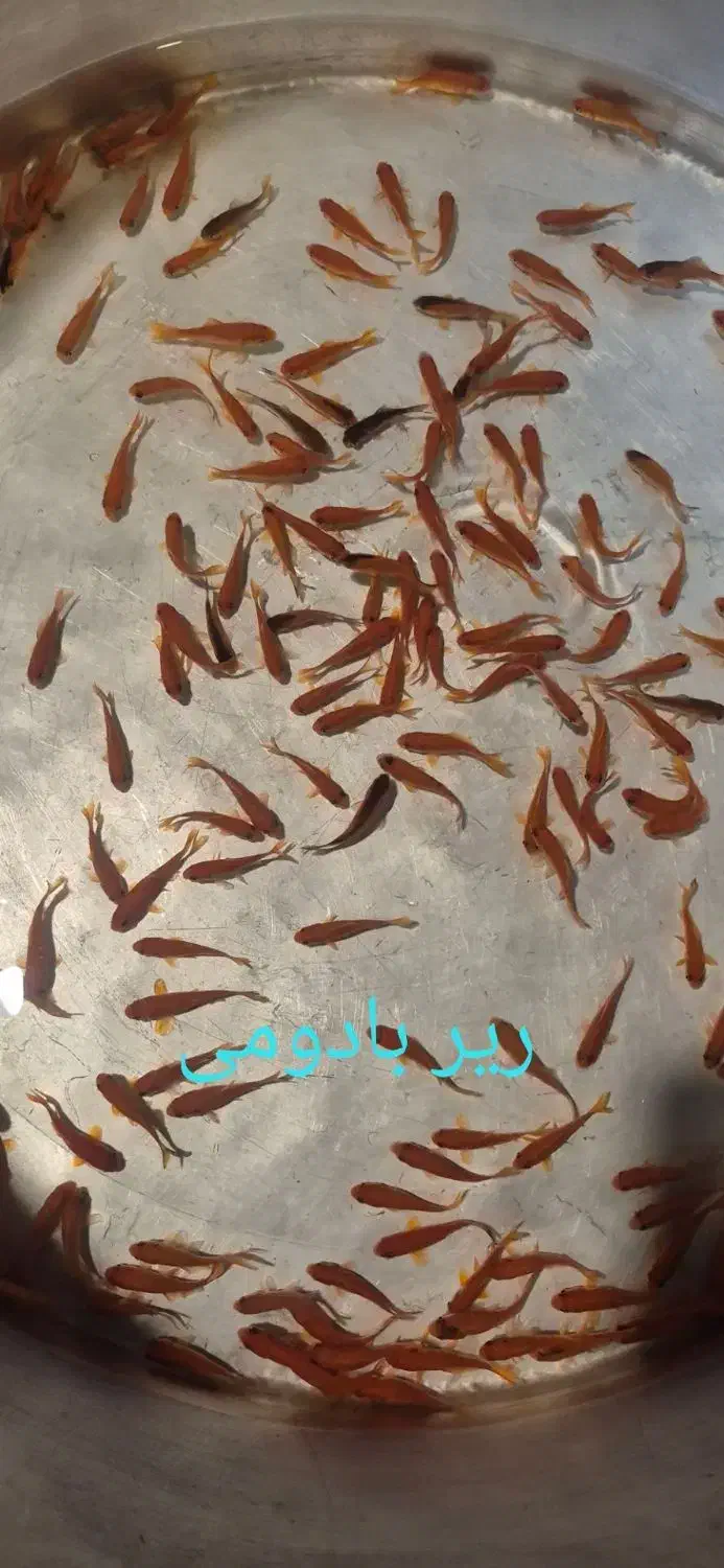 ماهی قرمز|ماهی|سنندج, |دیوار