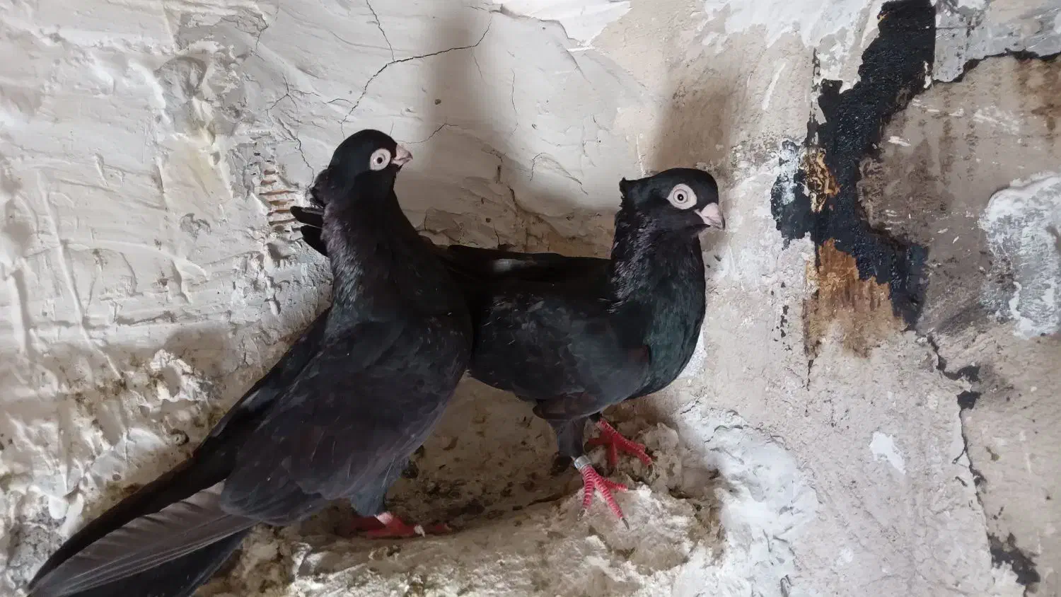 جفت صرب|پرنده|مسجد سلیمان, |دیوار